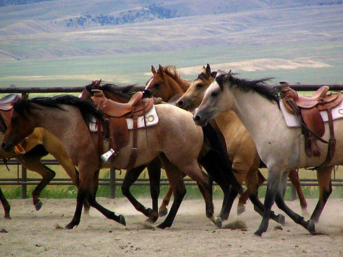 original?tenant=vbu-digital